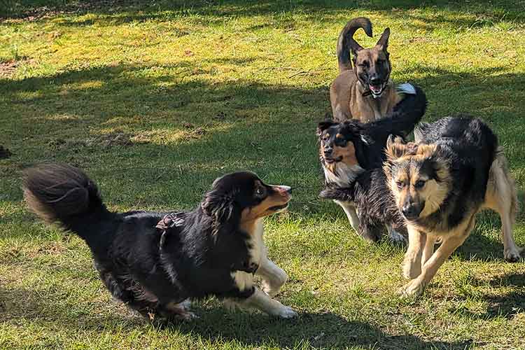 Four Dogs Außengelände